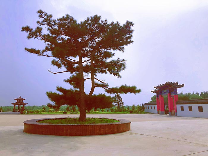 墓园环境1